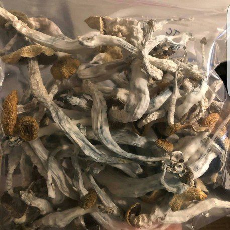 Buy-Psilocybe-Cubensis.jpg