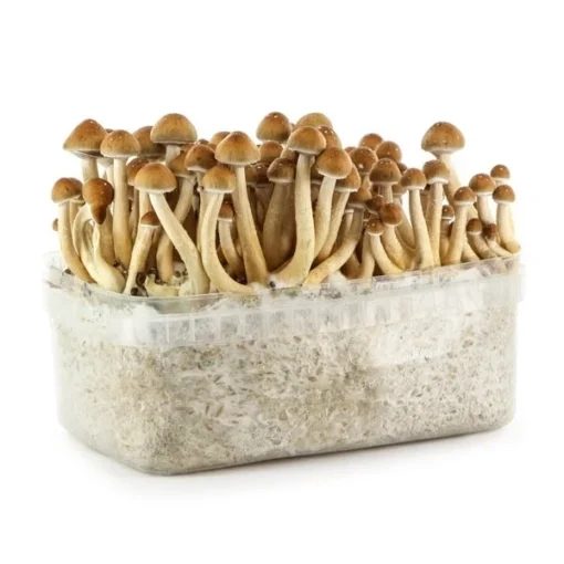 Hawaiian-Supa-Grow-Kit.webp