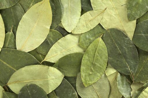 buy-coca-leaves-Online-1.jpg